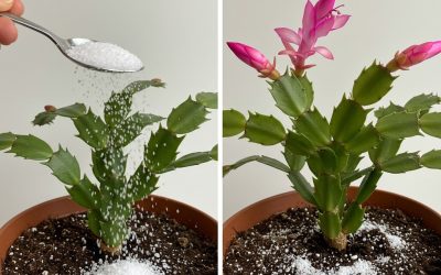 Høstoppvåkning: Puster liv i husblomster med en liten hemmelighet