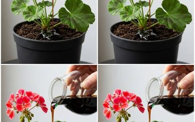 Gjør dette, og pelargoniene dine vil kunne blomstre nesten kontinuerlig i over et år.