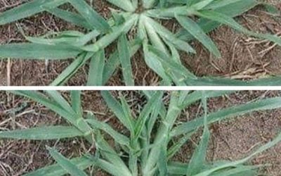 Rykk aldri opp denne planten med roten hvis den dukker opp i hagen din.