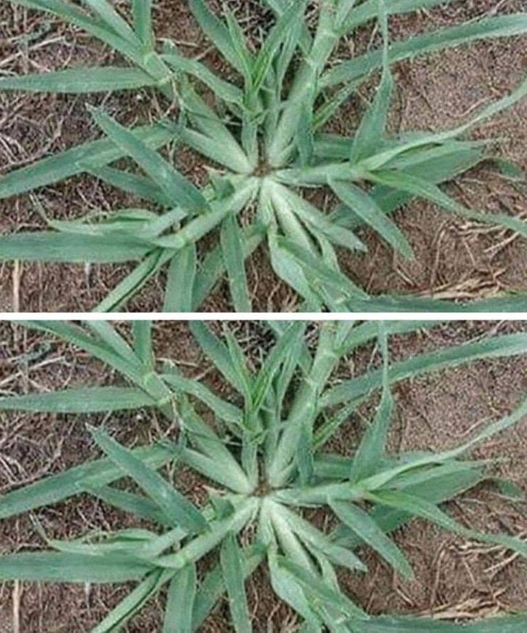 Rykk aldri opp denne planten med roten hvis den dukker opp i hagen din.