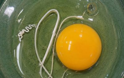 Ikke kast eggeskallene: 17 måter å gjenbruke dem på (plantene, avløpene og huden din vil takke deg)