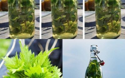 `Brennesle i ALKOHOL er sterkere enn noen medisin, pleide bestefaren min å si: husk denne oppskriften for livet!