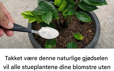 Takket være denne naturlige gjødselen vil alle stueplantene dine blomstre lett.