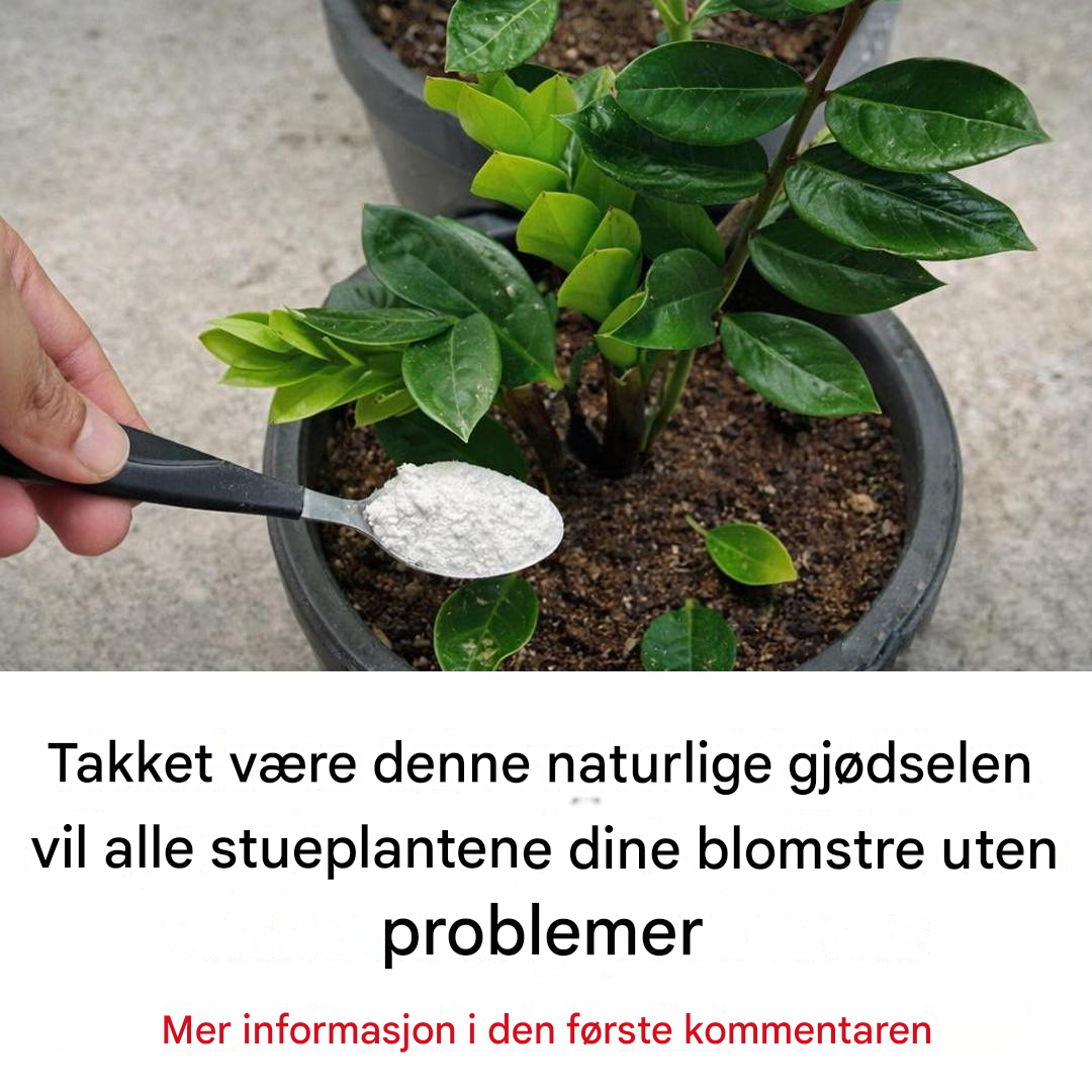 Takket være denne naturlige gjødselen vil alle stueplantene dine blomstre lett.