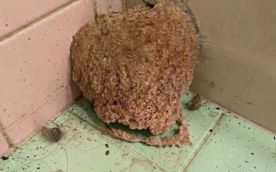 Vi var på ferie i en uke. Da vi kom tilbake, oppdaget vi dette på badet. Det er første gang i mitt liv jeg har sett noe sånt, og jeg aner ærlig talt ikke hva det er. Er det noen som vet hva dette kan være? Sjekk den første kommentaren for svaret.
