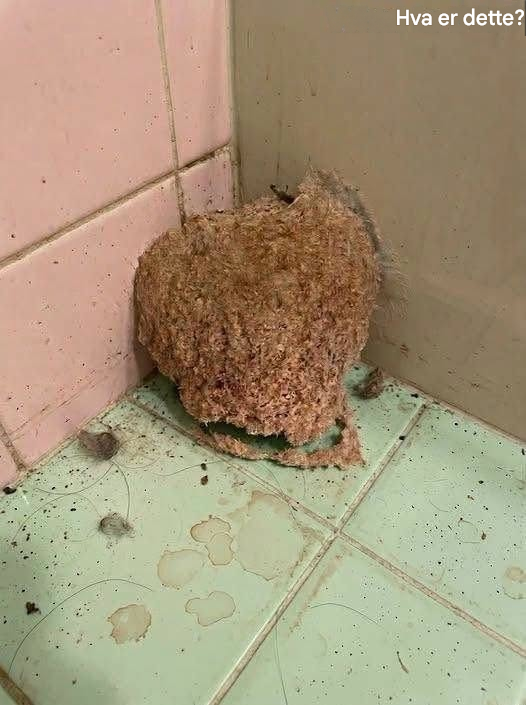 Vi var på ferie i en uke. Da vi kom tilbake, oppdaget vi dette på badet. Det er første gang i mitt liv jeg har sett noe sånt, og jeg aner ærlig talt ikke hva det er. Er det noen som vet hva dette kan være? Sjekk den første kommentaren for svaret.