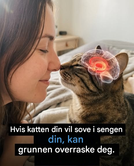 Hvorfor sover katten din med deg? 10 søte grunner som vil røre hjertet ditt.