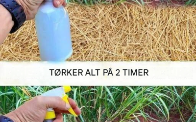 Beste hjemmelagde herbicid: Giftfri løsning (tørker ugress innen 2 timer)