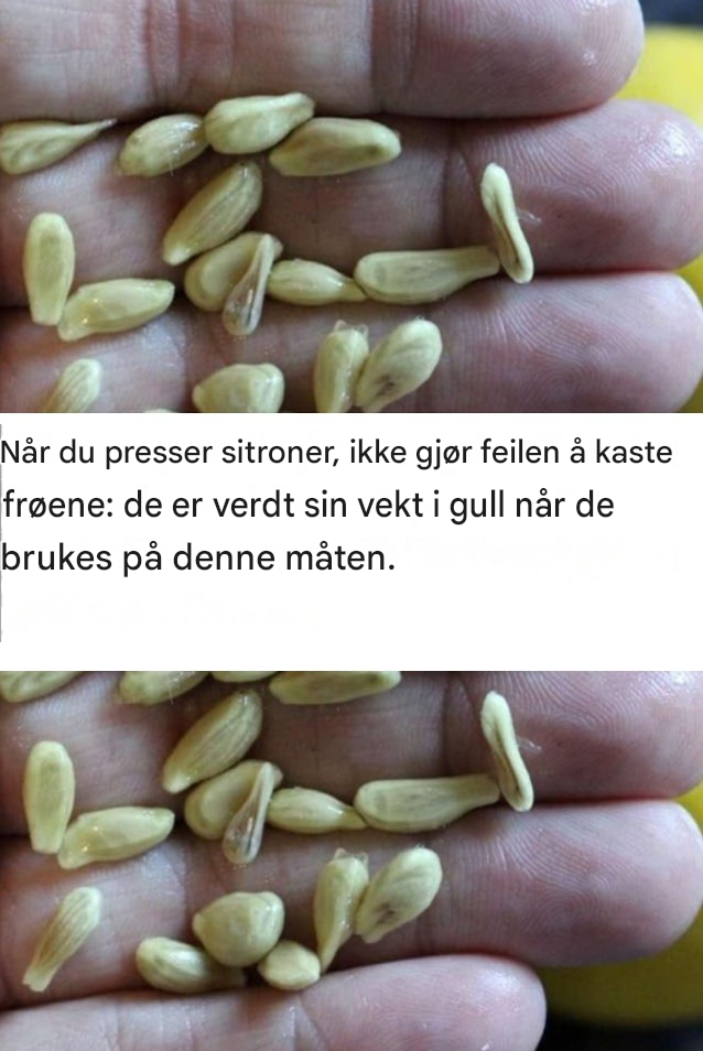 Når du presser sitroner, ikke gjør feilen å kaste frøene: de er verdt sin vekt i gull når de brukes på denne måten.