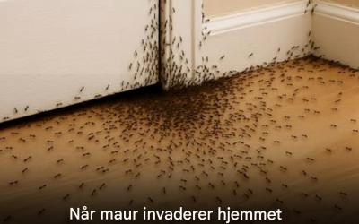 Når maur invaderer hjemmet ditt, er dette hva universet prøver å fortelle deg