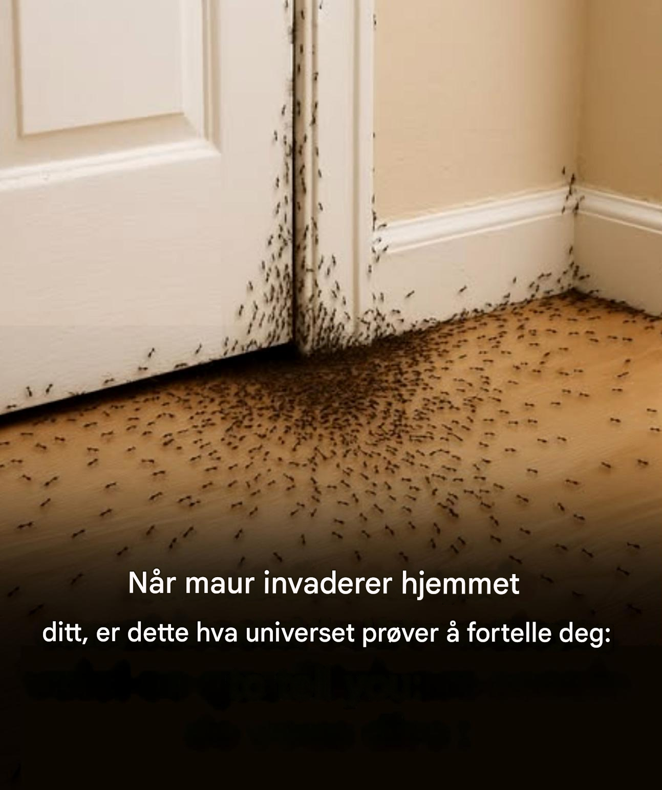 Når maur invaderer hjemmet ditt, er dette hva universet prøver å fortelle deg