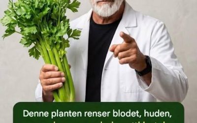 Sellerijuice for å rense nyrer, lever og lunger