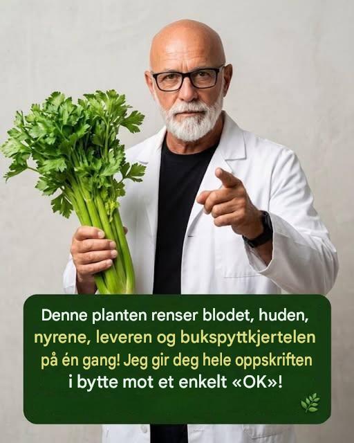 Sellerijuice for å rense nyrer, lever og lunger