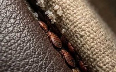 Insekter gjemt i sofaen min: veggedyr eller noe annet? Guiden for å slutte å få panikk