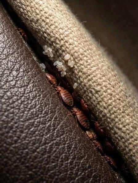 Insekter gjemt i sofaen min: veggedyr eller noe annet? Guiden for å slutte å få panikk