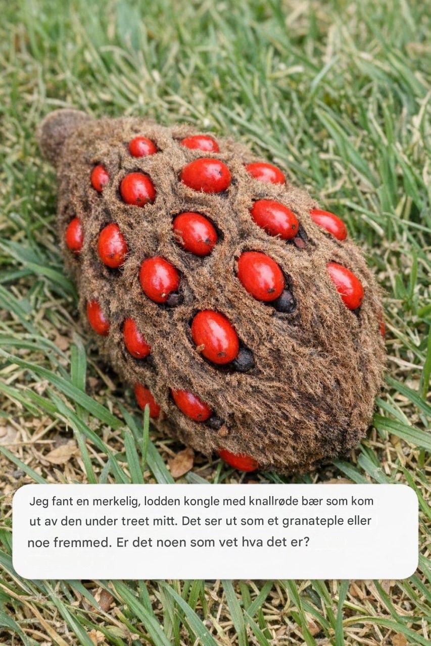 Jeg fant denne rare, luftige kjeglen med knallrøde bær som stakk ut under treet mitt. Det ser ut som en håndgranat eller noe utenomjordisk. Er det noen som vet hva det er?